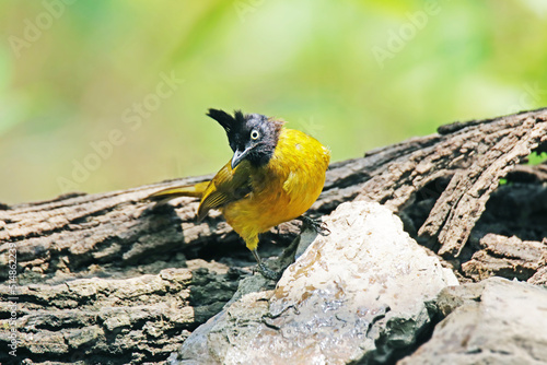 The Black-capped Bulbul on a branch