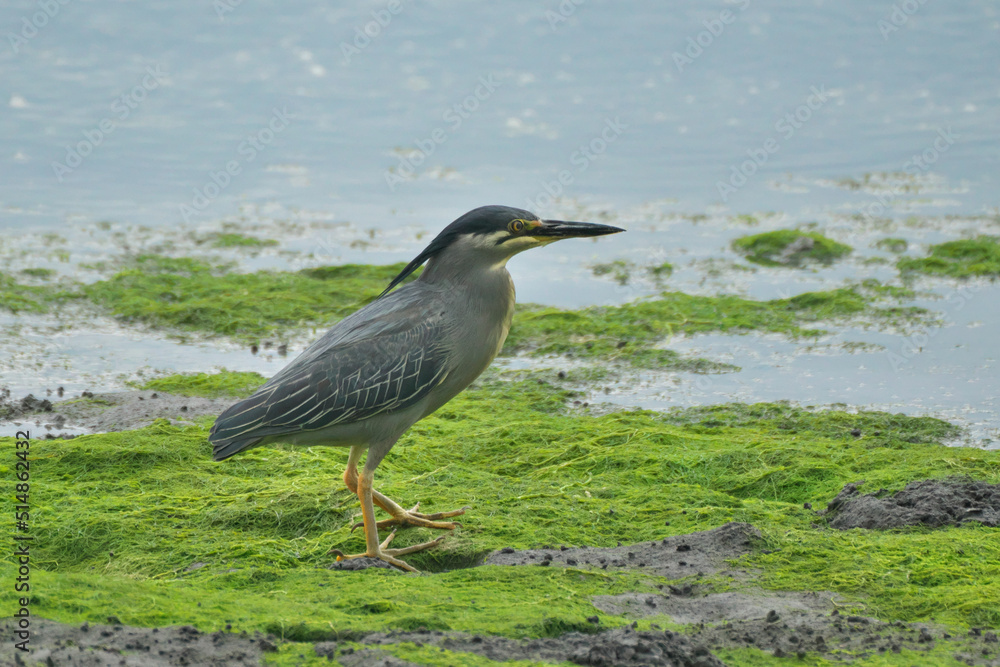 Fototapeta premium 干潟のササゴイ