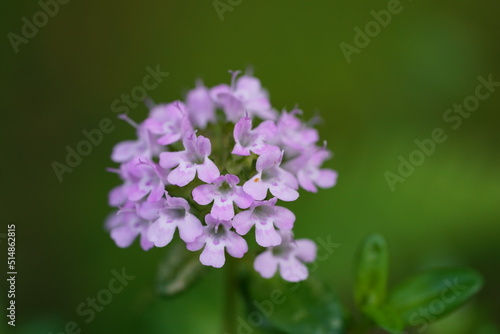 タイムの花