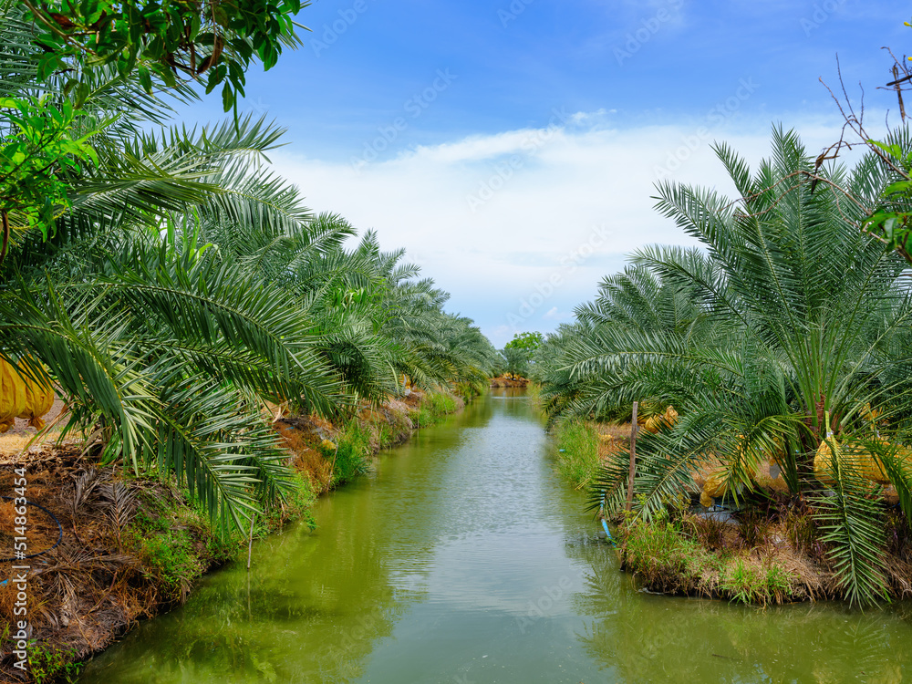 date fruits palm tree plantation with irrigation canel in Thailand date fruits palm tree plantation with irrigation canel in Thailand