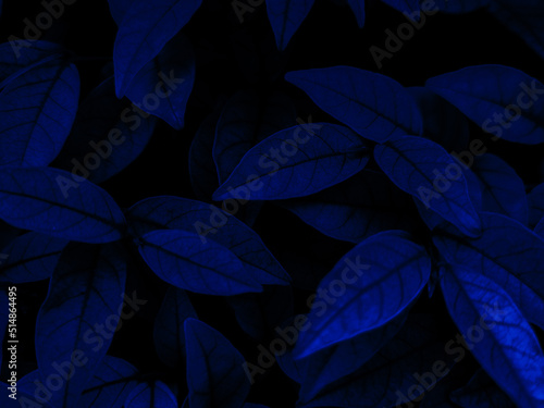 Beautiful abstract black blue flowers on black background, light purple flower frame, blue leaves texture, dark background, flowers for Christmas and valentines day, love theme blue leaves texture
