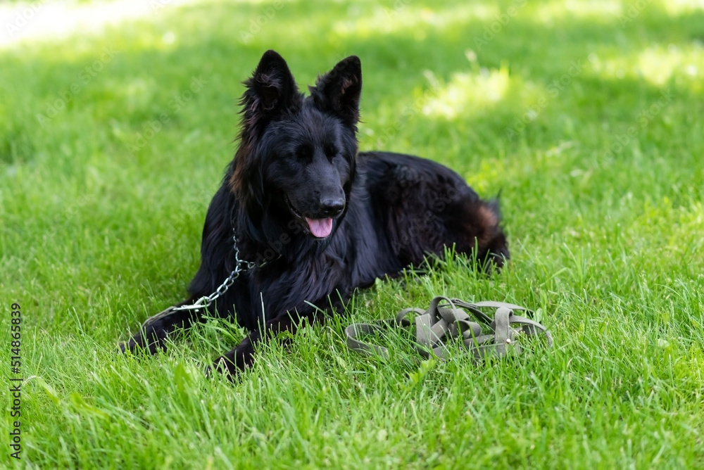 Beautiful black shepherd dog on the grass, on a green background. Beautiful black shepherd dog on the grass, on a green background.