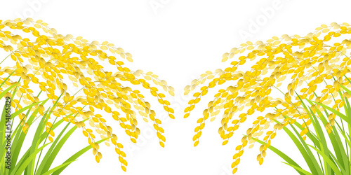 米　稲　秋　背景