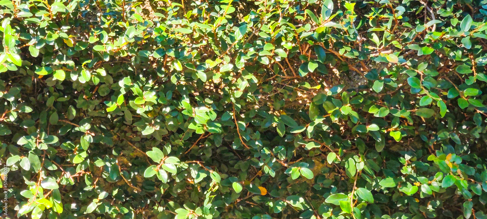 tile wall fence stone rock granite marble pattern hole leaf plant flower foliage green vegetation rainforest bush ivy outdoor tree sky nature life hedge tile wall fence stone rock granite marble pattern hole leaf plant flower foliage green vegetation rainforest bush ivy outdoor tree sky nature life hedge