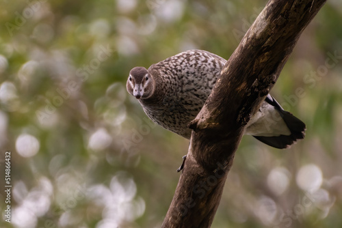 Australian wood duck (Chenonetta jubata) staring down from a tree. photo