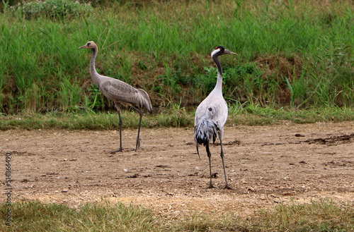 A large flock of cranes in the Hula nature reserve in northern Israel