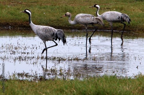 A large flock of cranes in the Hula nature reserve in northern Israel