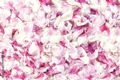Fototapeta Naklejka Na Ścianę i Meble -  Background of delicate pink and white petals.
