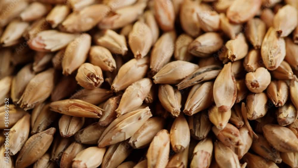 Malt grains close-up. Barley seeds in sack, wheat texture. Brewery production concept. Agriculture and harvest time.