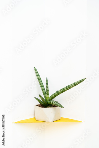 aloe vera plant in pot
