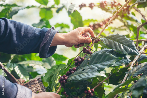Man Hands harvest coffee bean ripe Red berries plant fresh seed coffee tree growth in green eco organic farm. Close up hands harvest red ripe coffee seed robusta arabica berry harvesting coffee farm photo