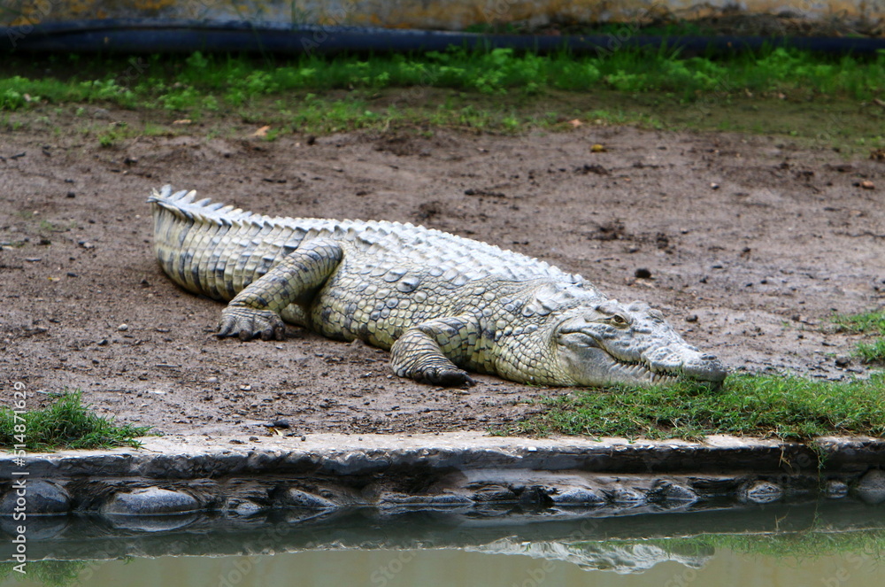 Large crocodiles in the Hamat - Gader nature reserve in northern Israel Large crocodiles in the Hamat - Gader nature reserve in northern Israel