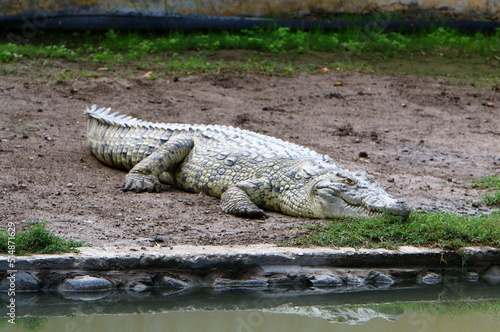 Large crocodiles in the Hamat - Gader nature reserve in northern Israel