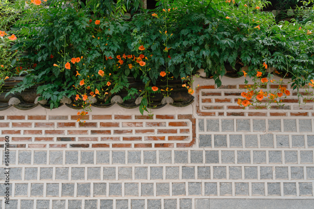 Obraz premium Traditional wall and trumpet creeper flowers at Bukchon Hanok Village in Seoul, Korea