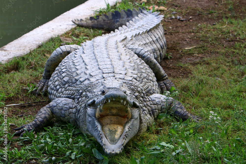 Obraz premium Large crocodiles in the Hamat - Gader nature reserve in northern Israel