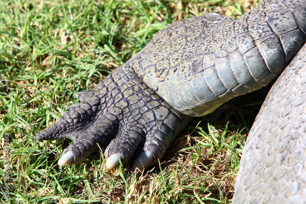 Fototapeta premium Large crocodiles in the Hamat - Gader nature reserve in northern Israel