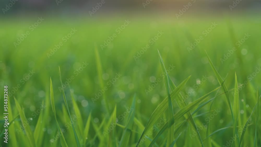 Close-up of rice seedlings in the field. In the evening, the focal distance was adjusted. Close-up of rice seedlings in the field. In the evening, the focal distance was adjusted.