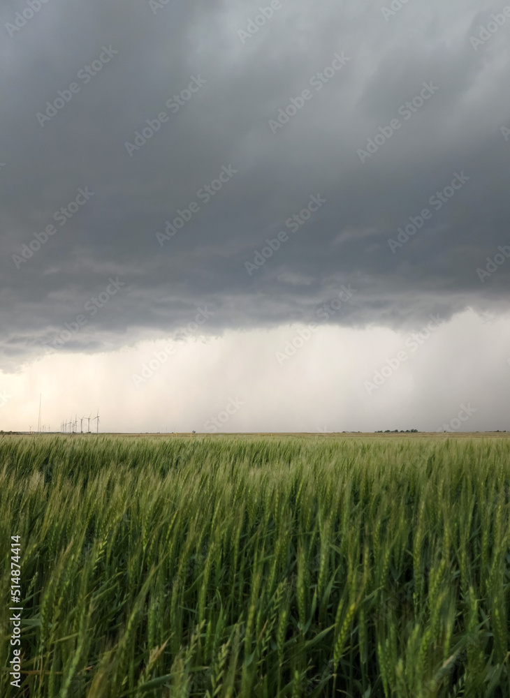 Gray Storm Clouds Over an Agricultural Field with wheat in rural Oklahoma Gray Storm Clouds Over an Agricultural Field with wheat in rural Oklahoma