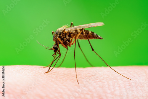 Malaria Mosquito Bite on Green Background. Encephalitis, Yellow Fever, Dengue, Malaria Disease, Mayaro or Zika Virus Infectious Culex Mosquitoe Parasite Insect Macro. photo