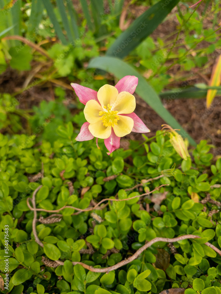 Columbine Plant in New Zealand Columbine Plant in New Zealand