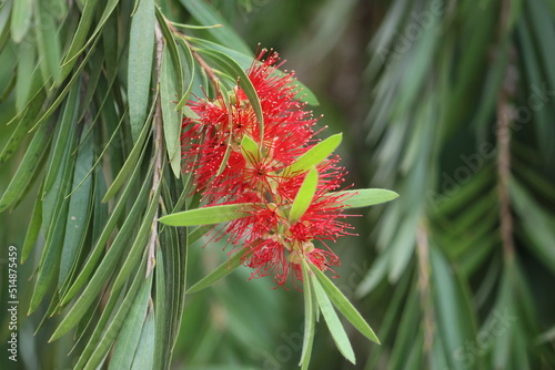 Cambodia. Melaleuca pearsonii, commonly known as Blackdown bottlebrush, is a plant in the myrtle family, Myrtaceae and is endemic to Queensland in Australia. photo