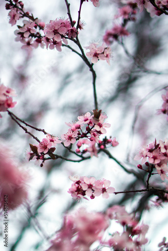 pink cherry blossom © Allison