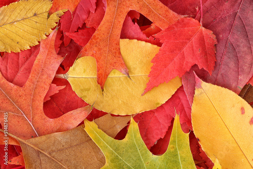Assorted Vibrant Autumn Leaves in all Fall Colors