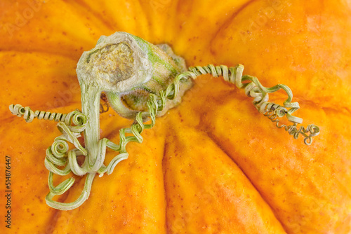 Close Up Mini Orange Pumpkin with Curly Vine on Stem