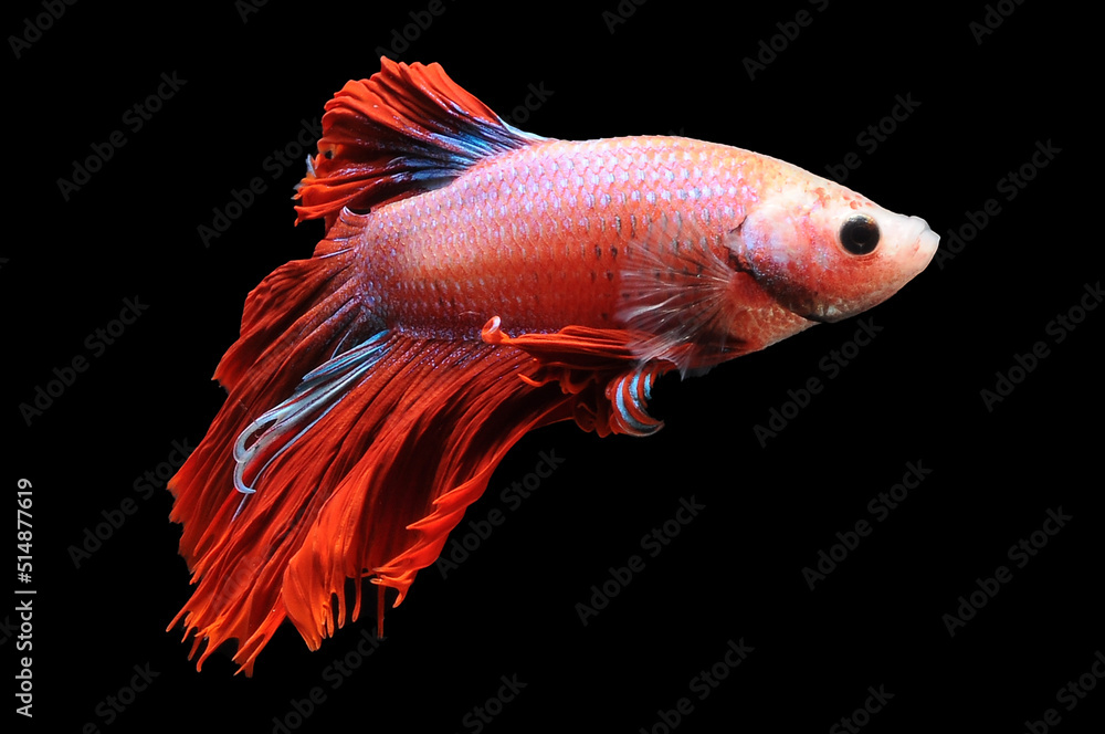 Betta fish, siamese fighting fish,
betta splendens isolated on black background,
fish on black background, Multi color Siamese fighting fish, red Siamese , Betta fish, siamese fighting fish,
betta splendens isolated on black background,
fish on black background, Multi color Siamese fighting fish, red Siamese ,