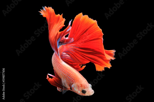 Betta fish, siamese fighting fish,
betta splendens isolated on black background,
fish on black background, Multi color Siamese fighting fish, red Siamese ,