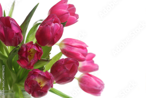 Bouquet of Pink Dutch Tulips Isolated on White Background