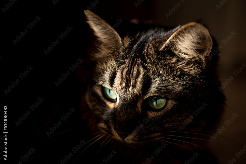 close up of a cat portrait