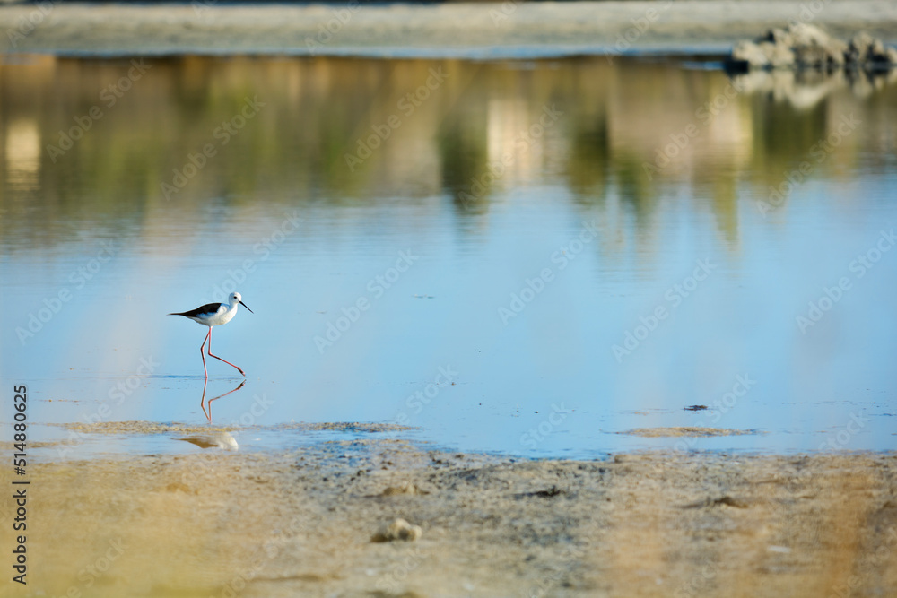 Échasse blanche ou Himantopus en chasse sur un lac Échasse blanche ou Himantopus en chasse sur un lac