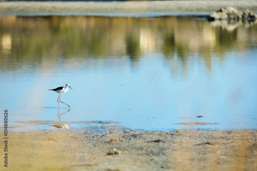 Échasse blanche ou Himantopus en chasse sur un lac Échasse blanche ou Himantopus en chasse sur un lac