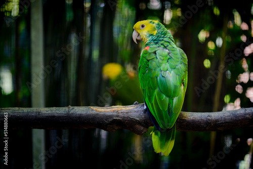 Amazone à front jaune ou Amazona ochrocephala en milieu naturel photo