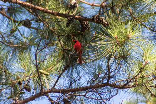 bird on a tree