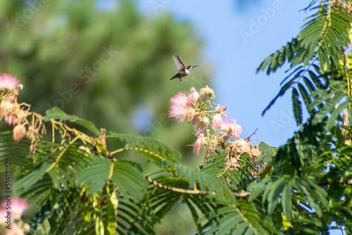 hummingbird on flower