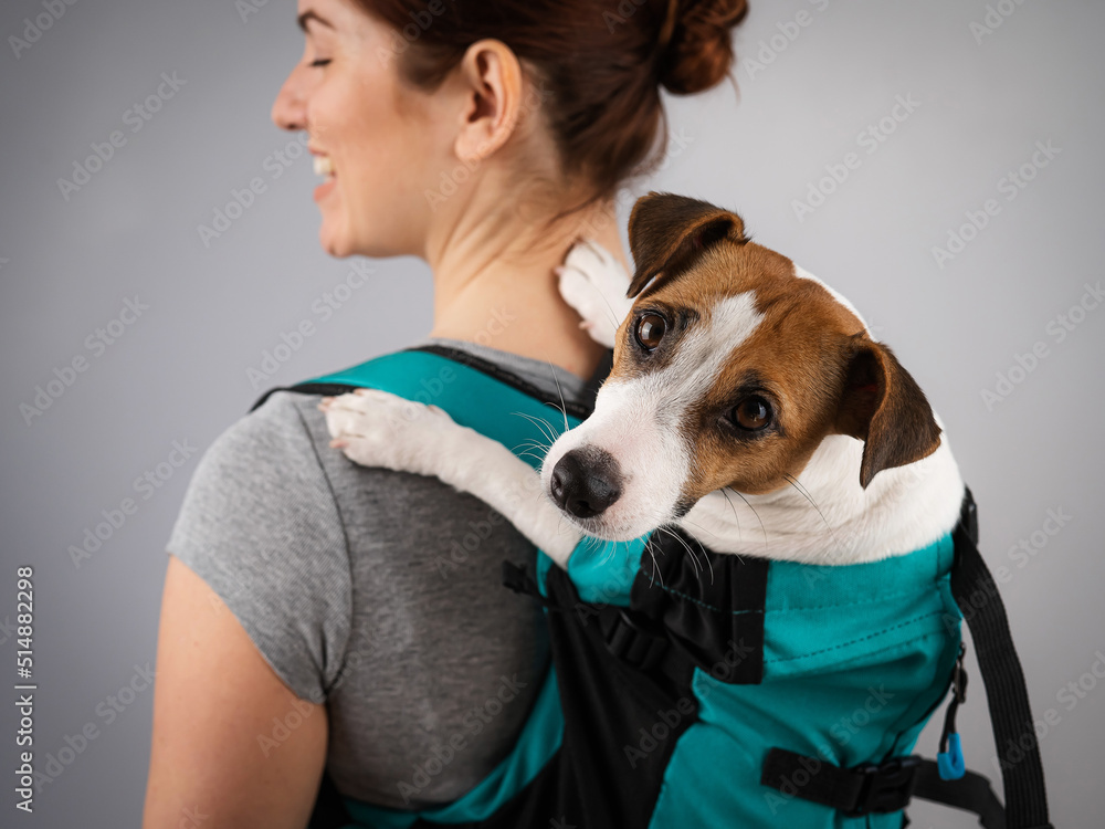 Caucasian woman carries jack russell terrier dog in her backpack. 