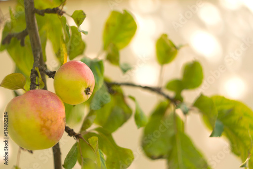 Apple tree with ripe apples in autumn garden