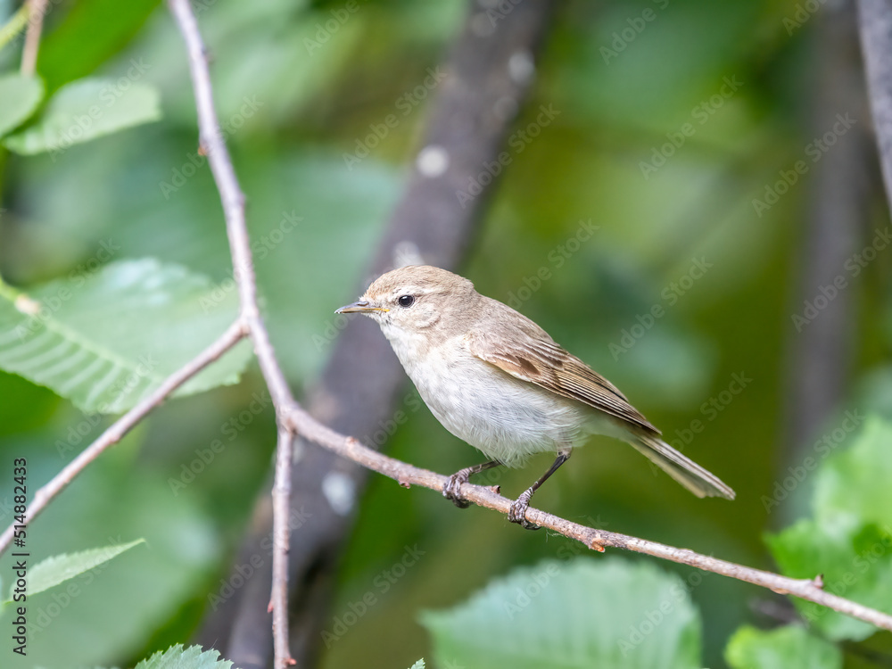 Common chiffchaff, lat. phylloscopus collybita, sitting on branch of bush in spring and looking for food Common chiffchaff, lat. phylloscopus collybita, sitting on branch of bush in spring and looking for food