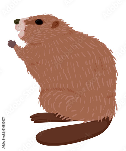 Canada Beaver Illustration