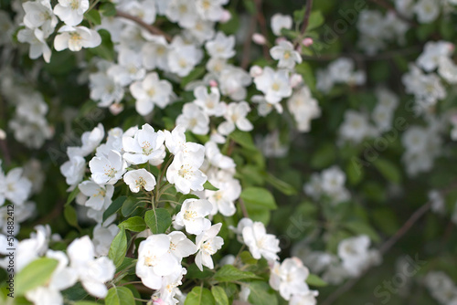 Blooming white apple tree in spring. The scent of a blooming apple tree. apple orchard close-up