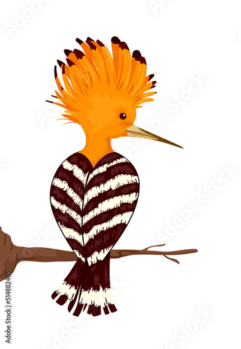 Israel Hoopoe Bird Branch I...
