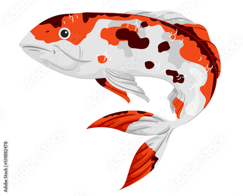Japan Koi Fish Illustration