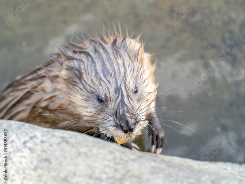 Wild animal Muskrat, Ondatra zibethicuseats, eats on the river bank