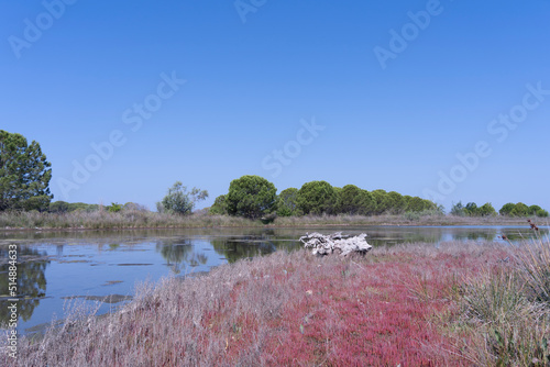 Albania laggon Kune island Shengjin, resort, isle, tree reflection, old tree photo