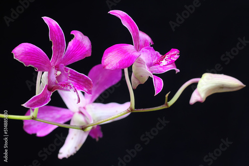 A collection of cooktown orchids in full bloom. This beautiful flowering orchid has the scientific name Dendrobium sp.