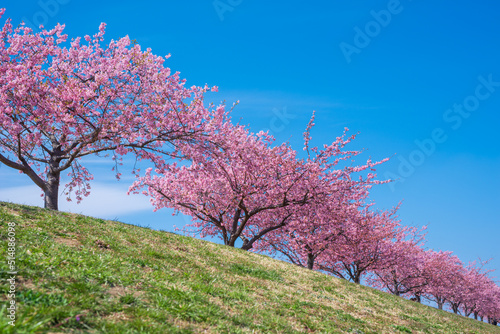 桜並木