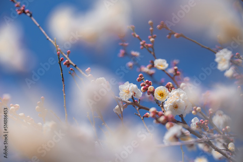 白い花