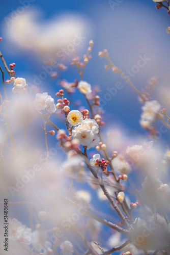 白い花